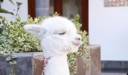 爆料美国羊驼视频大全,美国羊驼视频大全集锦